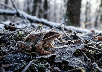 Rã-da-floresta imóvel e coberta por fina camada de gelo, apoiada sobre folhas secas congeladas no chão da mata.