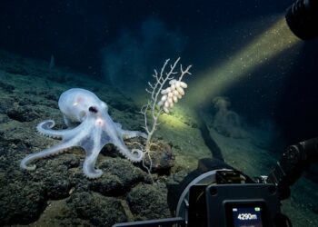 Polvo fantasma translúcido pousado sobre rocha basáltica no leito do oceano Pacífico a mais de 4.000 metros de profundidade.