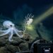Polvo fantasma translúcido pousado sobre rocha basáltica no leito do oceano Pacífico a mais de 4.000 metros de profundidade.