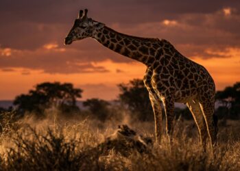 Por que a girafa dorme menos de 30 minutos por dia, divididos em cochilos de segundos