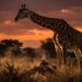Por que a girafa dorme menos de 30 minutos por dia, divididos em cochilos de segundos
