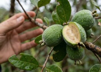 Fruto de goiaba-serrana cortado ao meio sobre tábua de madeira rústica com luz natural de janela.