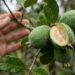 Fruto de goiaba-serrana cortado ao meio sobre tábua de madeira rústica com luz natural de janela.