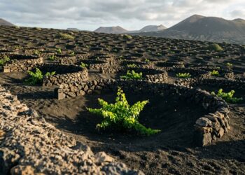 Como Lanzarote cultiva videiras com pouca chuva