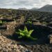 Como Lanzarote cultiva videiras com pouca chuva