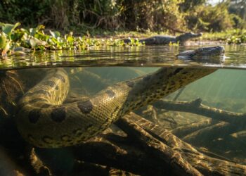 Sucuri-verde de 6 metros deslizando por águas rasas e cristalinas entre aguapés no Pantanal.