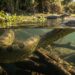 Sucuri-verde de 6 metros deslizando por águas rasas e cristalinas entre aguapés no Pantanal.