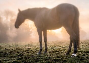 Cavalos dormem em pé e quase nunca caem: o sistema de tendões que desafia a gravidade