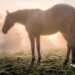Cavalos dormem em pé e quase nunca caem: o sistema de tendões que desafia a gravidade