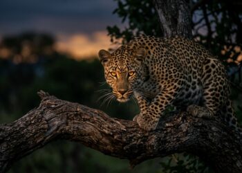 Leão, guepardo e onça: o que cada felino tem de mais impressionante