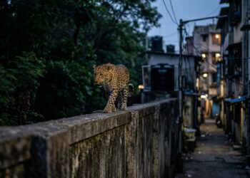 Leopardo caminha sobre muro de concreto na divisa entre a floresta e uma área residencial de Mumbai durante o entardecer