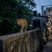 Leopardo caminha sobre muro de concreto na divisa entre a floresta e uma área residencial de Mumbai durante o entardecer