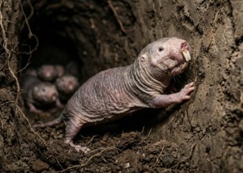 Rainha de rato-toupeira-pelado com pele enrugada marcando a parede de terra em túnel subterrâneo escuro cercada por operárias