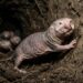 Rainha de rato-toupeira-pelado com pele enrugada marcando a parede de terra em túnel subterrâneo escuro cercada por operárias