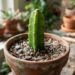 Como fazer a muda de pitaya em vaso enraizar com alta taxa de sucesso usando substrato leve de areia grossa e casca de pinus triturada, segundo produtores