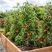 Adeus, mudas de tomateiro que tombam com o peso dos frutos: nova técnica de tutoramento em espiral de alumínio sustenta a haste sem ferir os tecidos, segundo agricultores