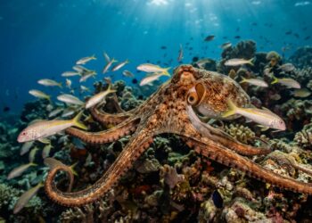 Polvos se unem em grupos para atacar peixes: a caçada que desafia a solidão