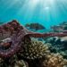 Polvo-diurno desferindo soco com o tentáculo em peixe próximo a corais tropicais