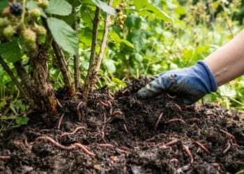 Podar o pé de amora antes ou depois da frutificação: veja a diferença e qual é o momento exato para dobrar a colheita no quintal, segundo agricultores