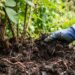 Podar o pé de amora antes ou depois da frutificação: veja a diferença e qual é o momento exato para dobrar a colheita no quintal, segundo agricultores