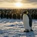 Pinguim macho fica meses sem comer para chocar o ovo sozinho, no frio extremo — e não é exagero