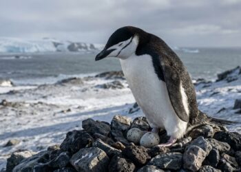 Pinguim-de-barbicha em pé sobre ninho de pedras na Ilha Rei George com os olhos semicerrados em micro-sono na Antártida