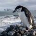 Pinguim-de-barbicha em pé sobre ninho de pedras na Ilha Rei George com os olhos semicerrados em micro-sono na Antártida