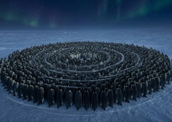 O movimento que milhares de pinguins fazem no escuro total da tempestade polar e que nenhum algoritmo conseguiu replicar