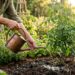 O horário errado de regar as plantas que está matando seu jardim aos poucos
