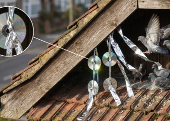 Pombos empoleirados na borda de um telhado residencial com CDs e fitas reflexivas pendurados que captam a luz solar.