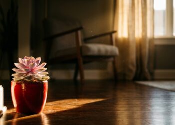 Não é na varanda: o canto correto da casa para colocar uma planta suculenta rosa e ativar a abundância financeira
