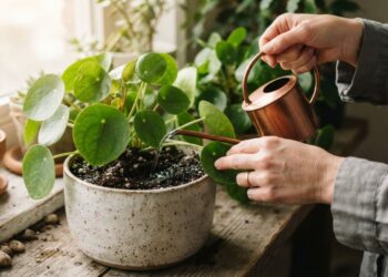 Regar as plantas de apartamento pela manhã ou no fim da tarde: veja a diferença e qual é o horário certo para evitar fungos nas raízes, segundo botânicos