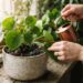 Regar as plantas de apartamento pela manhã ou no fim da tarde: veja a diferença e qual é o horário certo para evitar fungos nas raízes, segundo botânicos