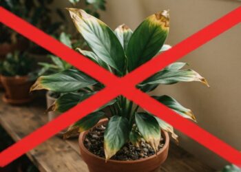 Adeus, plantas de sombra com folhas amareladas: nova borrifada de água descansada devolve o verde vivo e vira tendência em apartamentos, segundo paisagistas