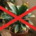 Adeus, plantas de sombra com folhas amareladas: nova borrifada de água descansada devolve o verde vivo e vira tendência em apartamentos, segundo paisagistas