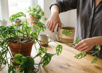 Adeus, plantas de interior com caules longos e fracos por falta de iluminação adequada: nova técnica de poda de estiolamento estimula brotos laterais firmes, segundo paisagistas
