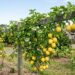 Podar o pé de maracujá no início da primavera ou após a colheita: veja a diferença e qual é o momento exato para multiplicar as flores, segundo agricultores