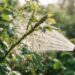 Nem inseticida tóxico, nem calda forte de fumo: a melhor maneira de eliminar pulgões das pontas tenras das roseiras usando jato forte de água fria sob pressão controlada, segundo jardineiros