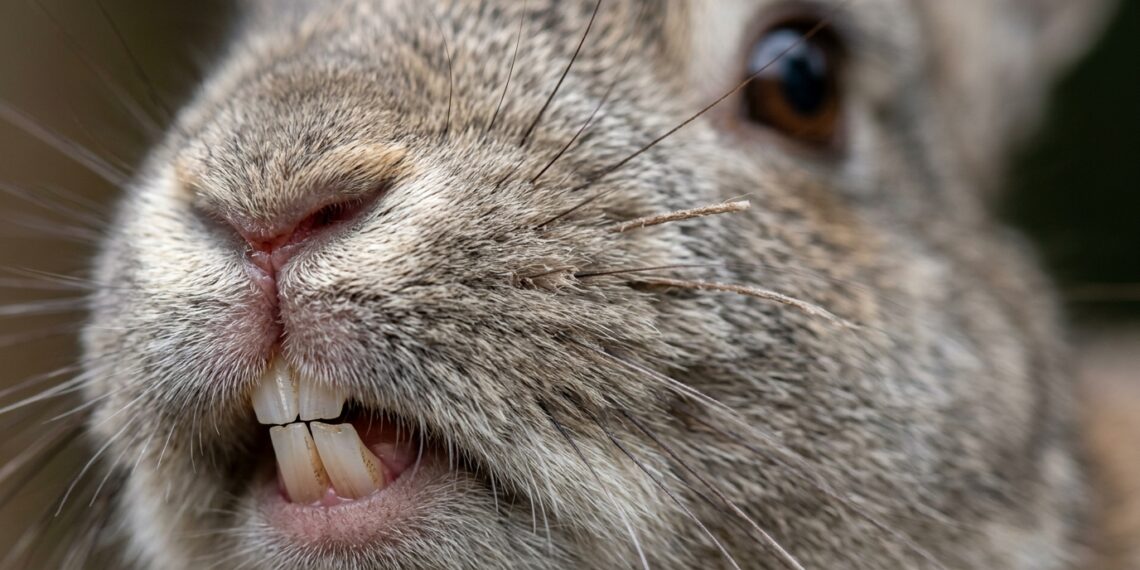 Dentes que crescem sem parar e visão de quase 360 graus: curiosidades sobre coelhos