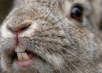 Dentes que crescem sem parar e visão de quase 360 graus: curiosidades sobre coelhos