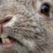 Dentes que crescem sem parar e visão de quase 360 graus: curiosidades sobre coelhos