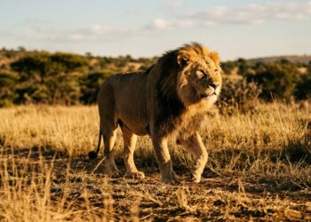 Leão macho idoso caminhando sobre solo gramado de santuário na África do Sul sob a luz dourada do entardecer.