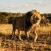 Leão macho idoso caminhando sobre solo gramado de santuário na África do Sul sob a luz dourada do entardecer.