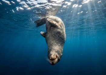 Os leões-marinhos conseguem dormir submersos por até 20 minutos sem respirar – e quando acordam, movem a cauda para subir à superfície sem esforço.