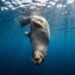Os leões-marinhos conseguem dormir submersos por até 20 minutos sem respirar – e quando acordam, movem a cauda para subir à superfície sem esforço.