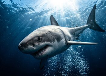 O tubarão morre afogado se parar de nadar: o paradoxo impossível do maior predador do oceano