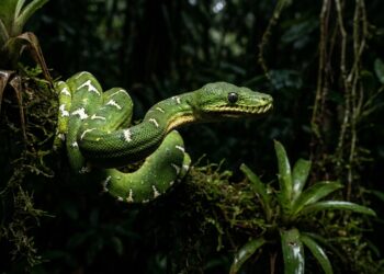 Cobra-papagaio adulta verde de dois metros armada para bote em galho na floresta amazônica à noite.