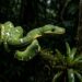 Cobra-papagaio adulta verde de dois metros armada para bote em galho na floresta amazônica à noite.