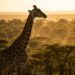 Girafas dormem apenas 30 minutos por dia e especialistas revelam o que isso causa no cérebro do animal