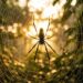 A aranha que constrói teias em forma de espiral perfeita usando cálculo geométrico natural
